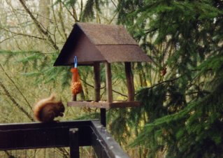 De eekhoorn laat zich regelmatig zien in het voederhuisje